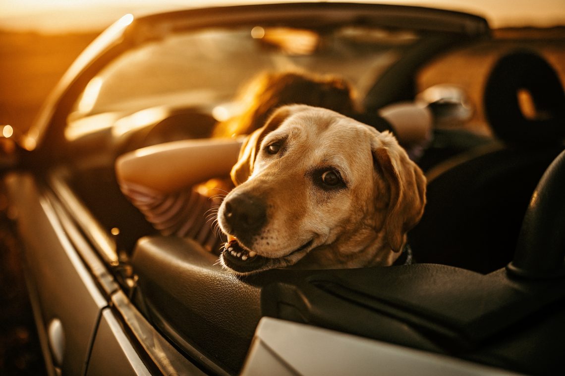 Tekst o emocjonalnych więziach ludzi z psami. Na zdjęciu: Pies w samochodzie - HelloZdrowie