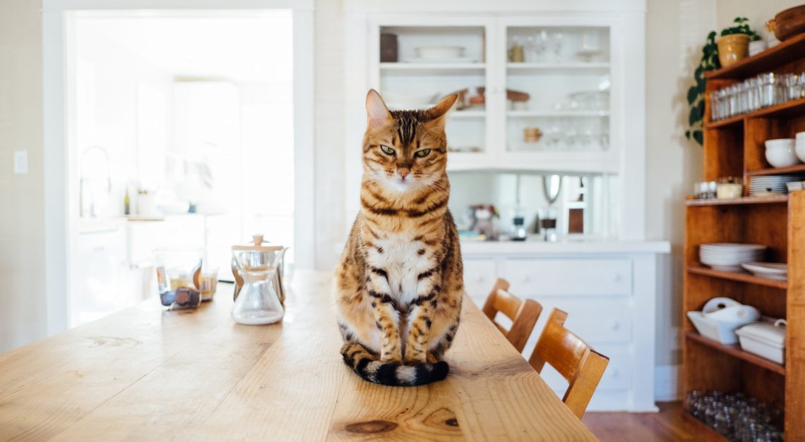 kot w kuchni