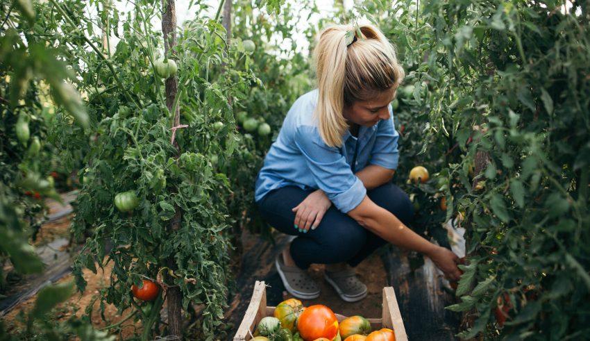 kobieta zbiera pomidory