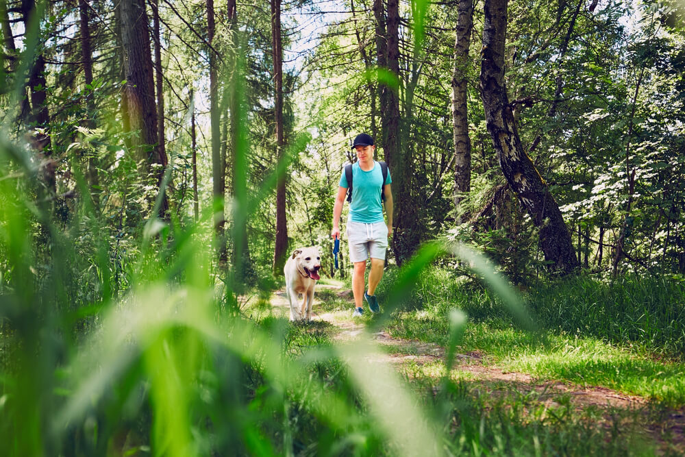 Tekst o korzyściach zdrowotnych z spacerów w lesie. Na zdjęciu: Mężczyzna spacerujący z psem w lesie - HelloZdrowie
