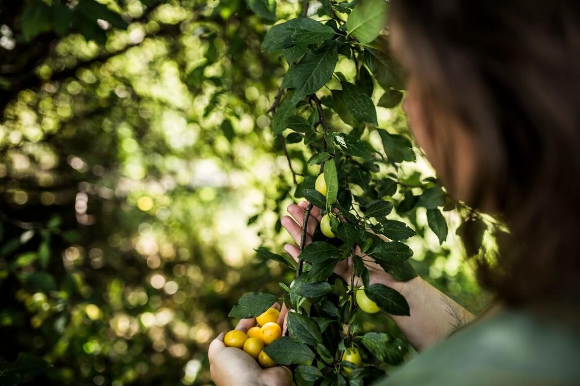 Tekst o przygotowaniu marmolady z dzikich mirabelek. Na zdjęciu: Osoba trzymająca żółte owoce na drzewie - HelloZdrowie
