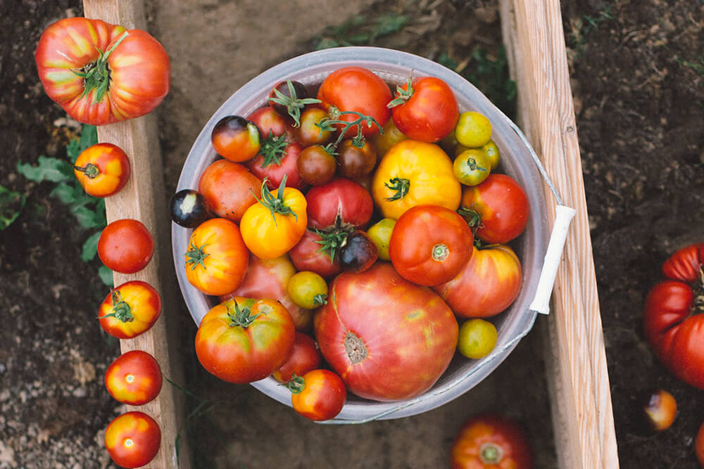 Tekst o sałatce z pomidorów i melasy granatowej. Na zdjęciu: Wiadro pomidorów w ogrodzie - HelloZdrowie