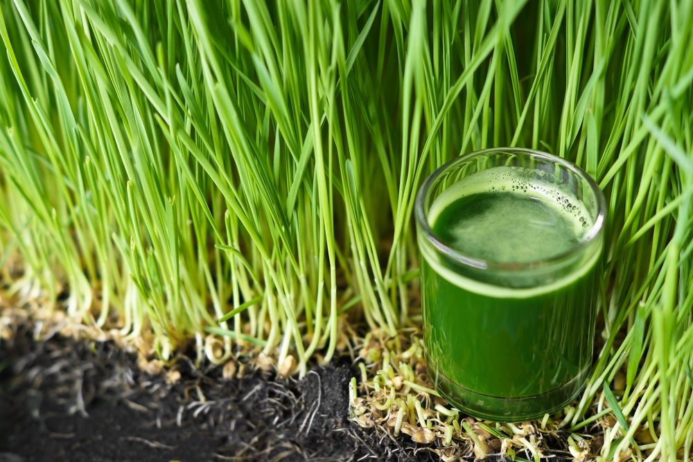 Trawa pszeniczna – zielony superfood