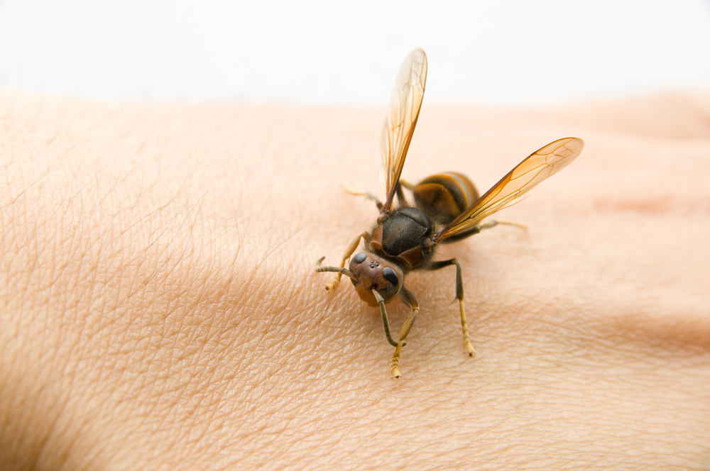 Jad owadów – jak rozpoznać uczulenie?