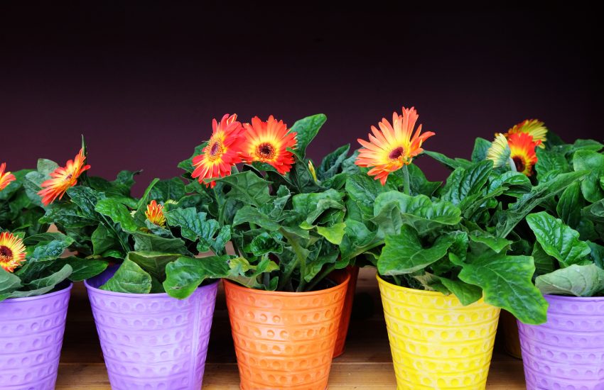Tekst o roślinach doniczkowych, które oczyszczają powietrze. Na zdjęciu: Grupa kolorowych doniczek z kwiatami - HelloZdrowie