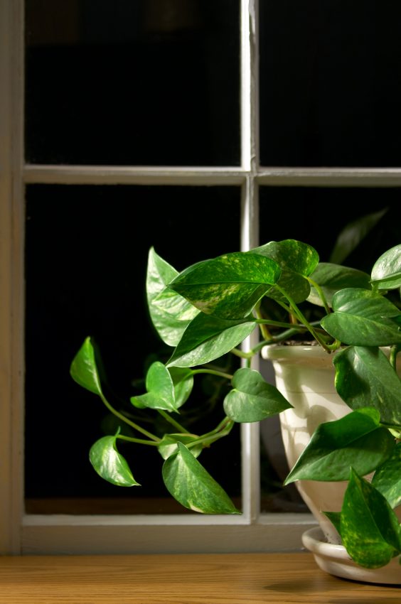 Tekst o roślinach doniczkowych, które oczyszczają powietrze. Na zdjęciu: Roślina doniczkowa przed oknem - HelloZdrowie