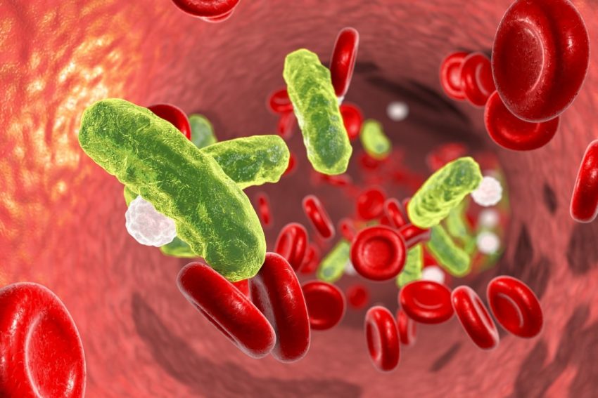 bakterie sepsy we krwi 3D