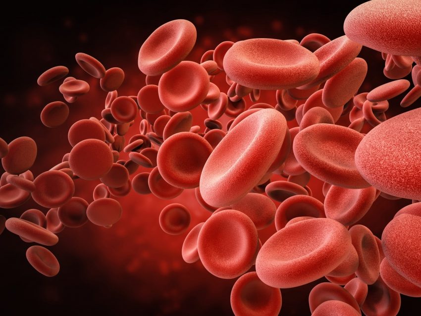czerwone krwinki w 3D