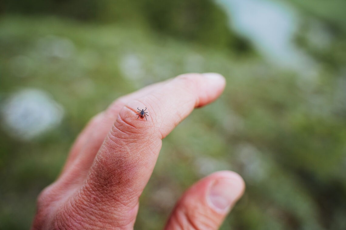 Kleszczowe zapalenie mózgu – groźna choroba układu nerwowego. Poznaj przyczyny, objawy i sposoby leczenia; na zdjęciu dłoń z kleszczem- Hello Zdrowie