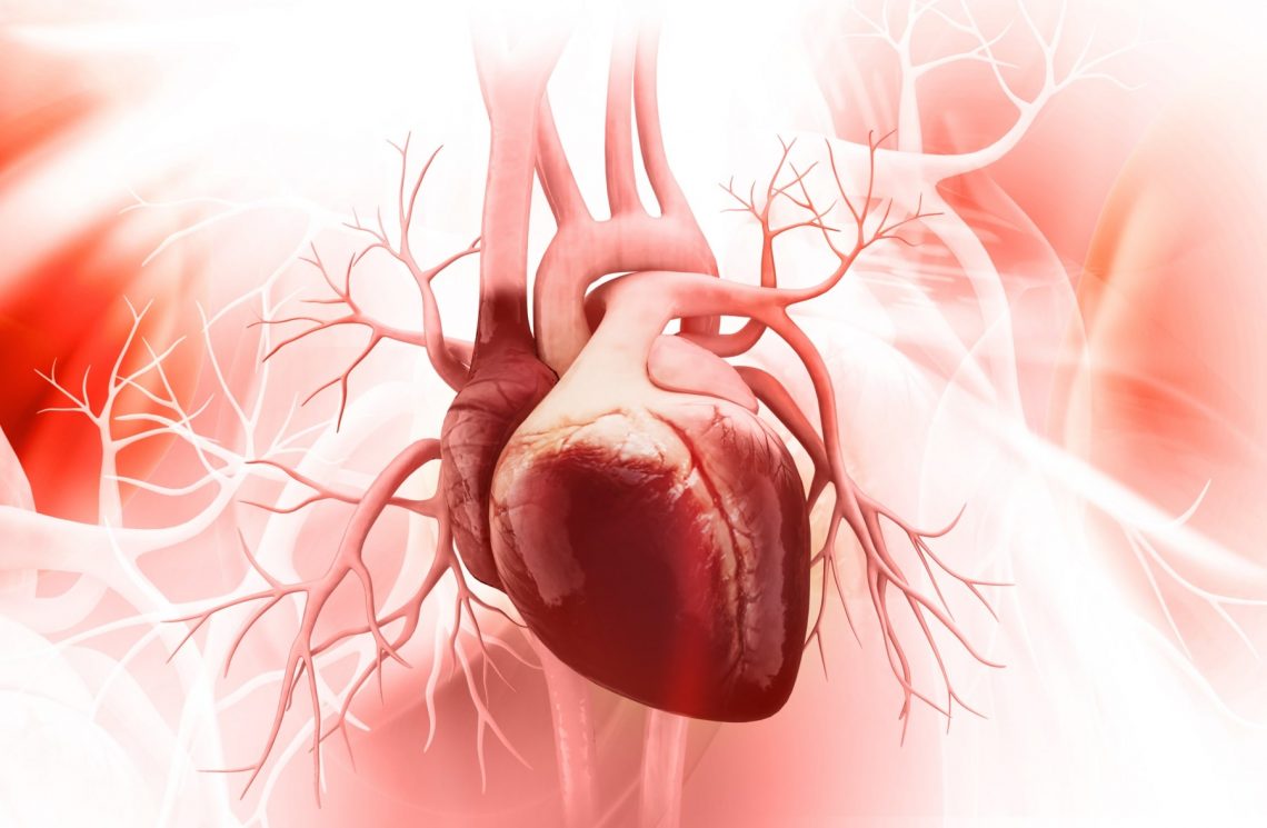 anatomia serca ludzkiego