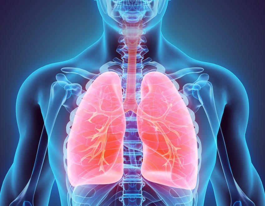 płuca w 3D
