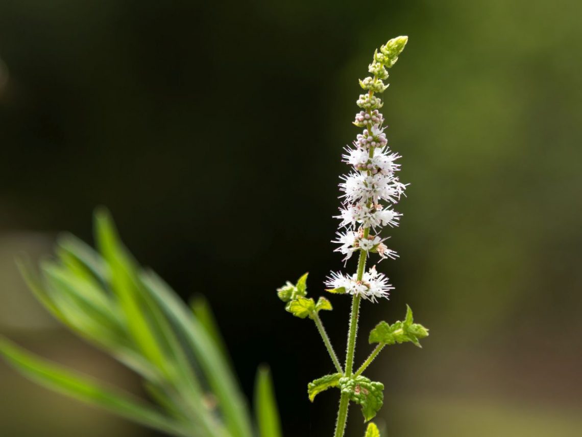 roślina z zieloną łodygą i białym kwiatem