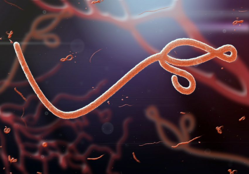 wirus eboli 3D