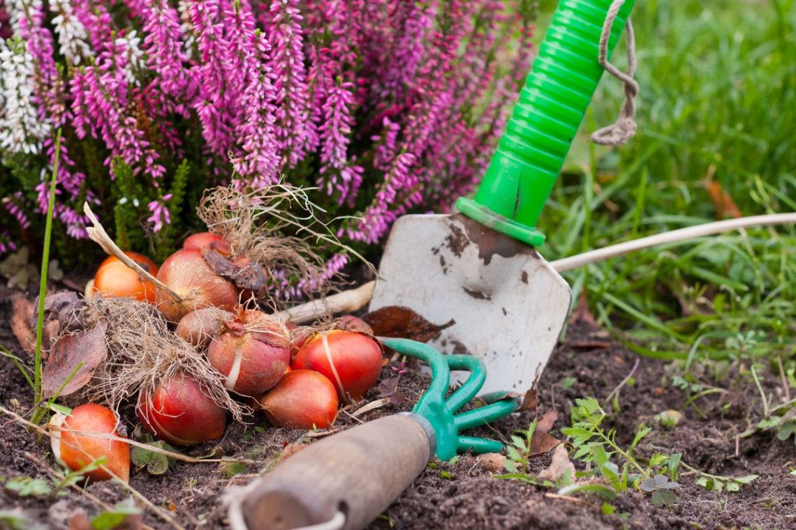 małe narzędzia ogrodowe i cebulki kwiatowe na tle wrzosów w ogrodzie