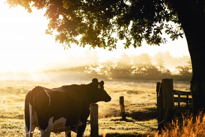 Tekst o realiach produkcji zdrowej żywności i mięsa. Na zdjęciu: Krowa stojąca na polu - HelloZdrowie