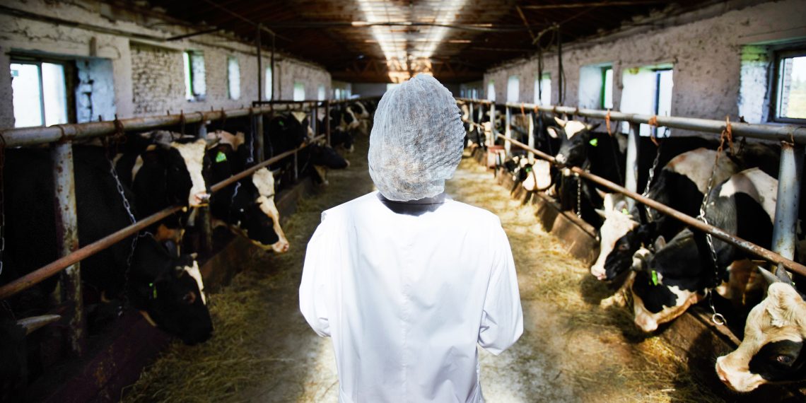 Tekst o realiach produkcji zdrowej żywności i mięsa. Na zdjęciu: Osoba w białym płaszczu z siatką na głowie - HelloZdrowie