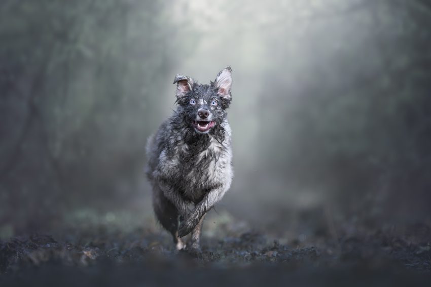Tekst o zwycięzcach konkursu fotografii psów 2019. Na zdjęciu: Pies biegnący po lesie - HelloZdrowie