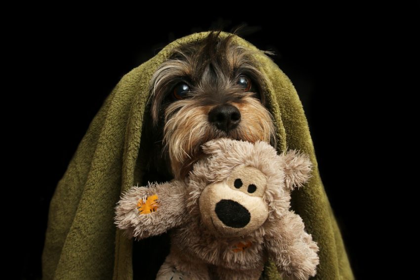 Tekst o zwycięzcach konkursu fotografii psów 2019. Na zdjęciu: Pies trzymający pluszowego misia - HelloZdrowie