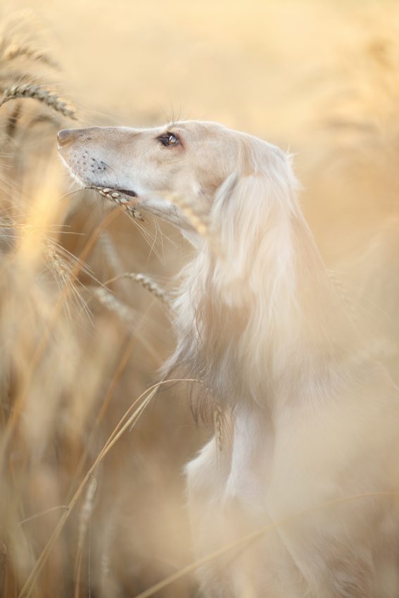 Tekst o zwycięzcach konkursu fotografii psów 2019. Na zdjęciu: Pies na polu pszenicy - HelloZdrowie