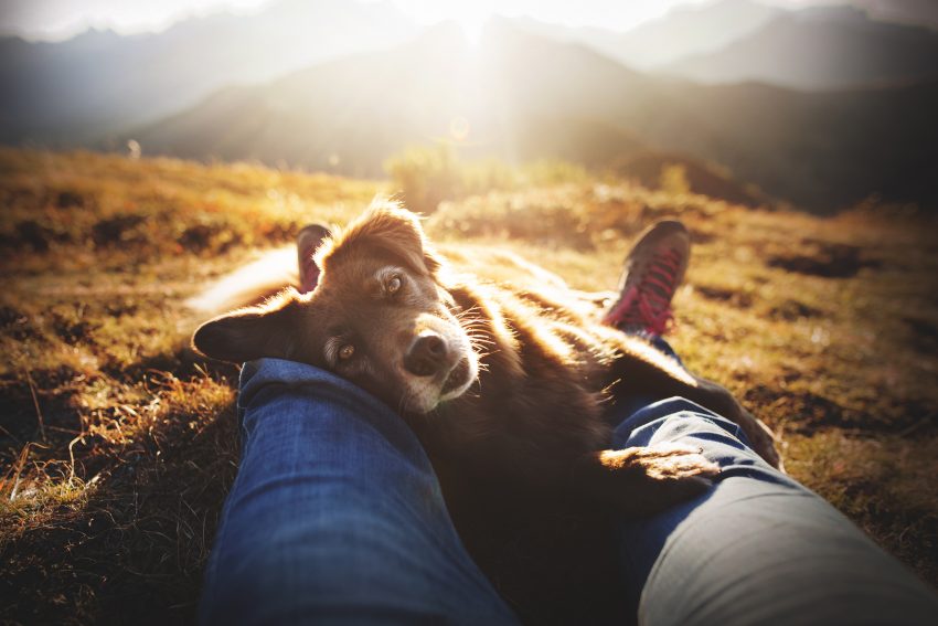 Tekst o zwycięzcach konkursu fotografii psów 2019. Na zdjęciu: Pies leżący na nogach osoby - HelloZdrowie