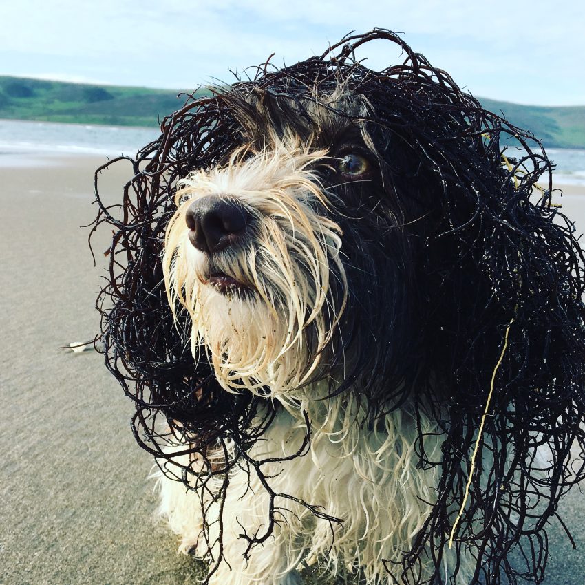 Tekst o zwycięzcach konkursu fotografii psów 2019. Na zdjęciu: Pies z mokrymi włosami na plaży - HelloZdrowie