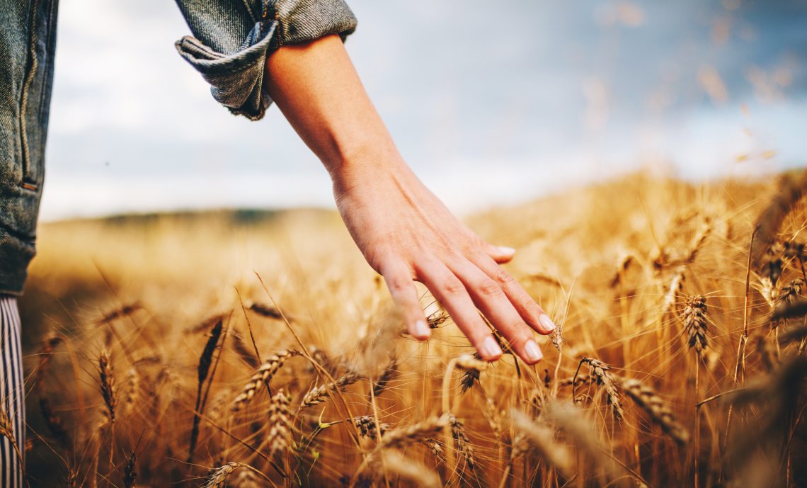 Tekst o wpływie pszenicy na otyłość brzuszną. Na zdjęciu: Ręka dotykająca pola pszenicy - HelloZdrowie