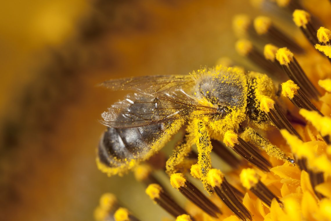 Pyłek pszczeli - właściwości i zastosowanie