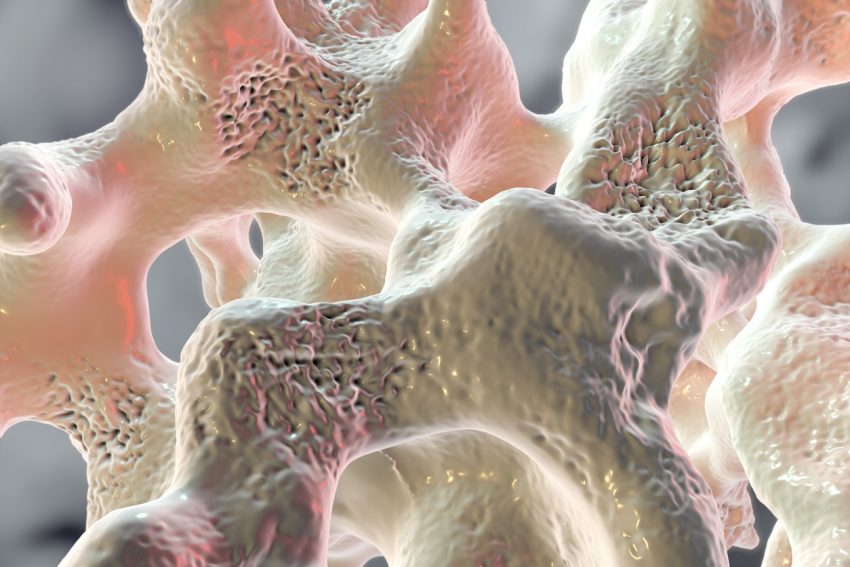 Tkanka kostna - rola w organizmie człowieka