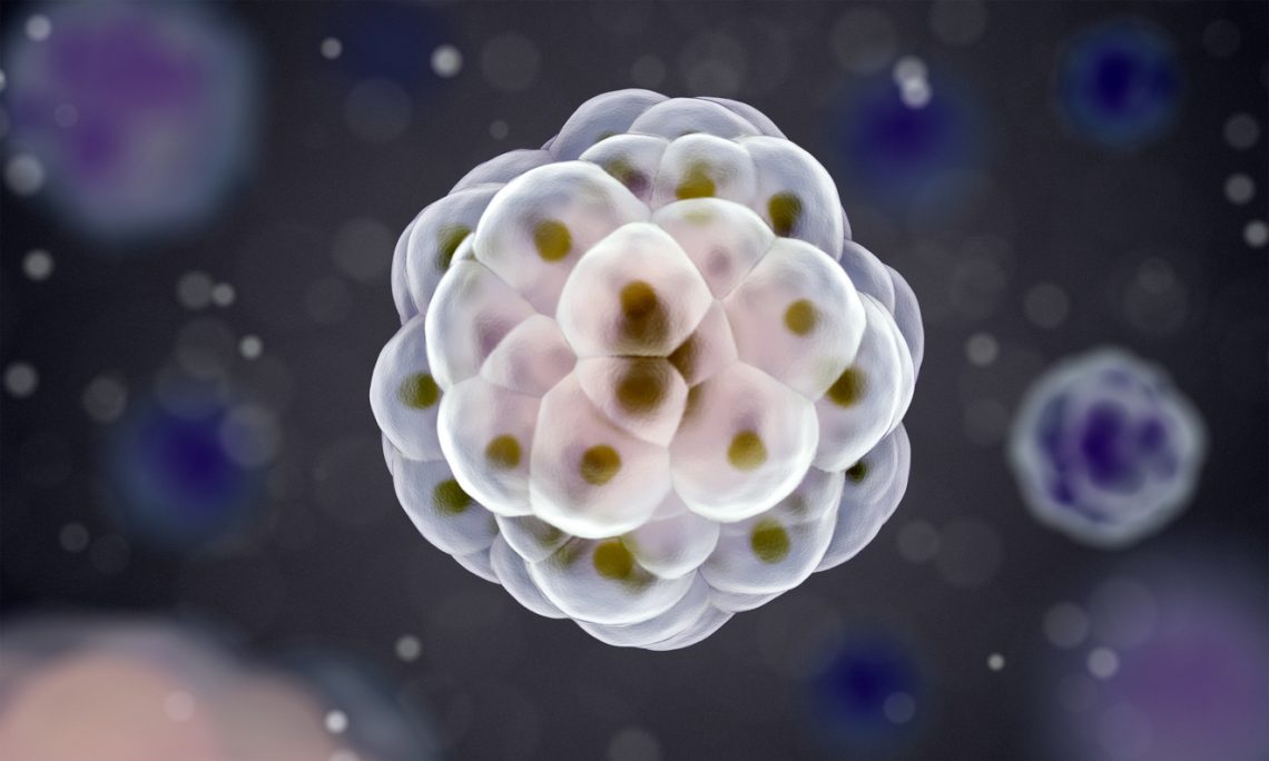 Proliferacja — czym jest i jak działa rozmnażanie się komórek w organizmie człowieka?