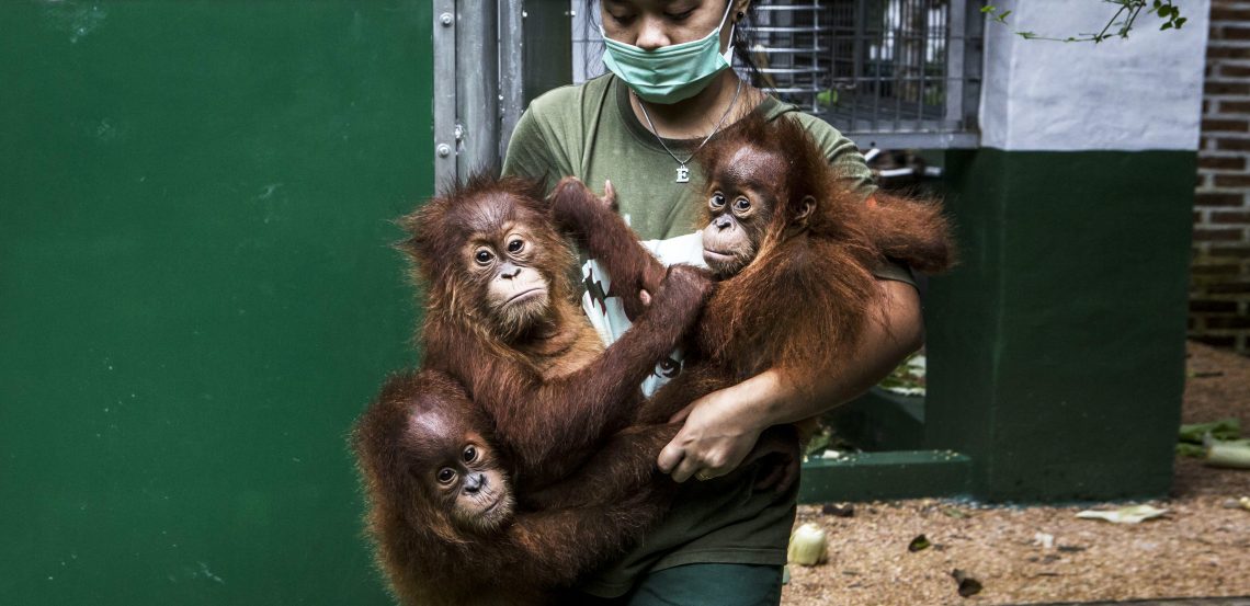 Orangutany / gettyimages