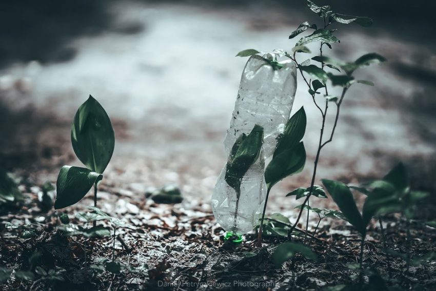 Rośliny w lesie przykryte plastikową butelką