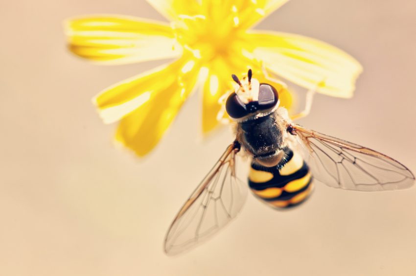 Pszczoła na kwiatku