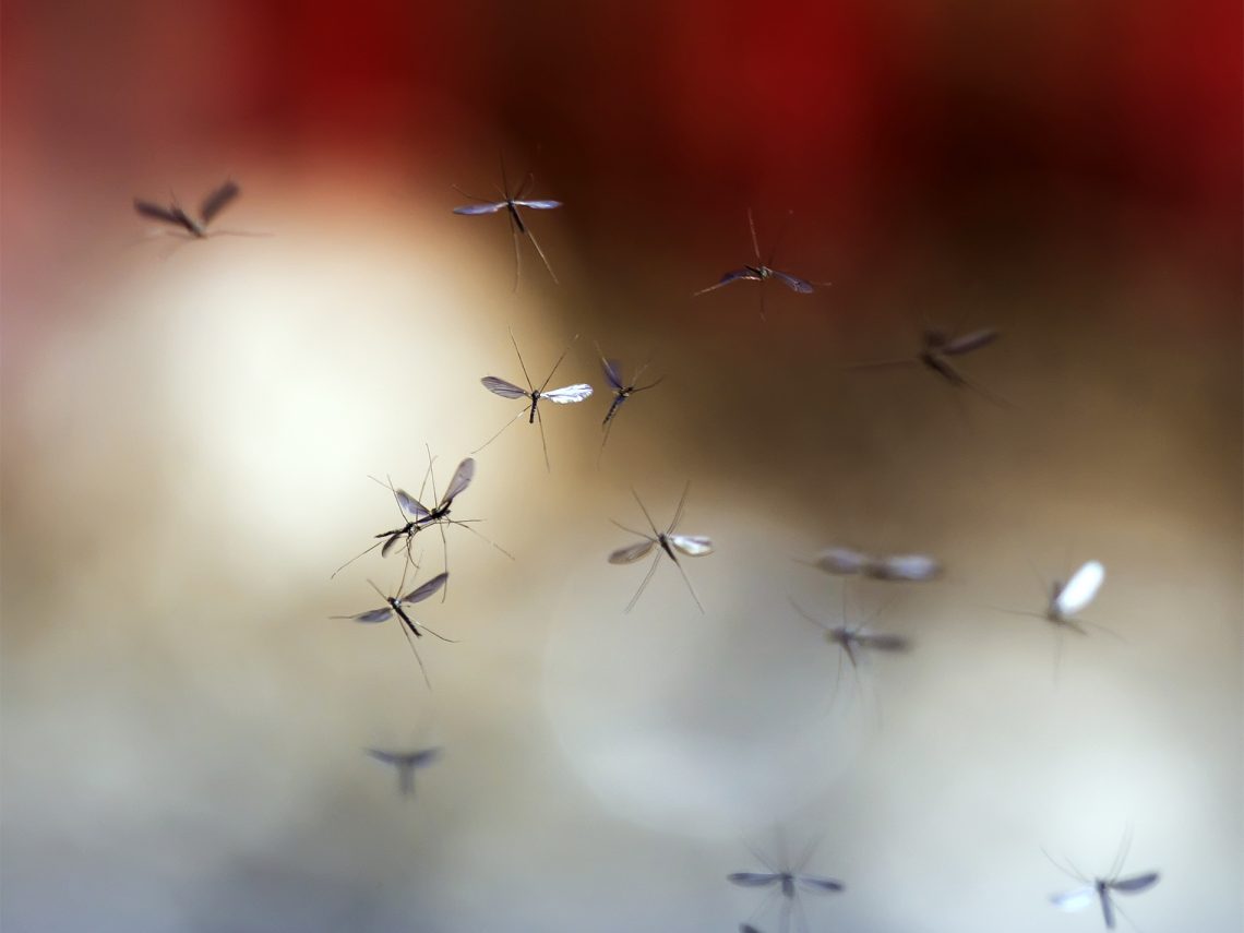 Tekst o przyczynach przyciągania komarów przez ludzi. Na zdjęciu: Grupa komarów latających w powietrzu - HelloZdrowie
