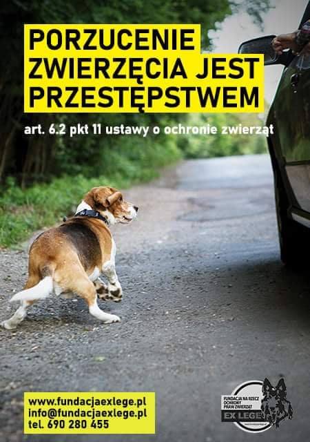 Tekst o zapobieganiu porzucaniu zwierząt latem. Na zdjęciu: Pies biegnie po drodze - HelloZdrowie