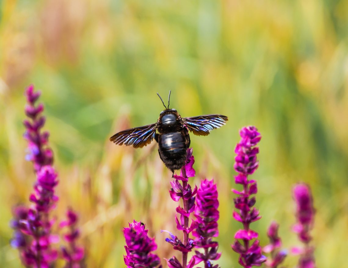 Tekst o czarnej pszczole i jej użądleniu. Na zdjęciu: Pszczoła na kwiatku - HelloZdrowie