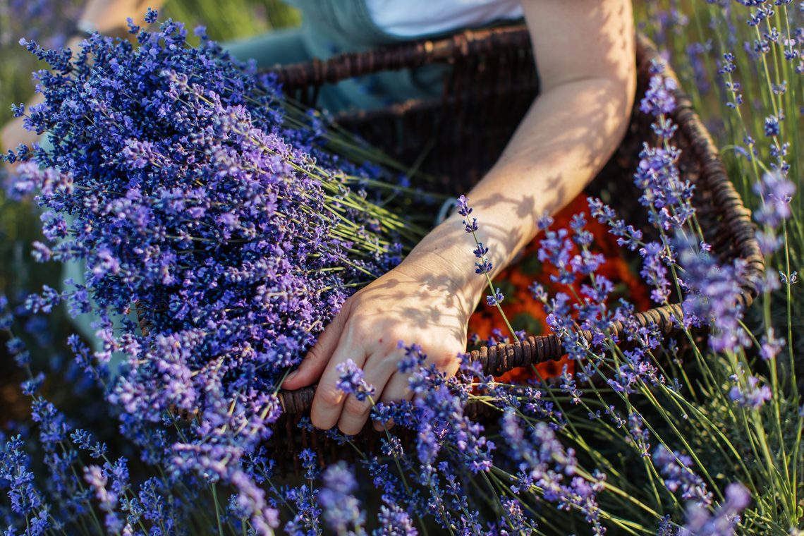 Tekst o właściwościach i zastosowaniach olejku lawendowego. Na zdjęciu: Osoba trzymająca kosz fioletowych kwiatów - HelloZdrowie