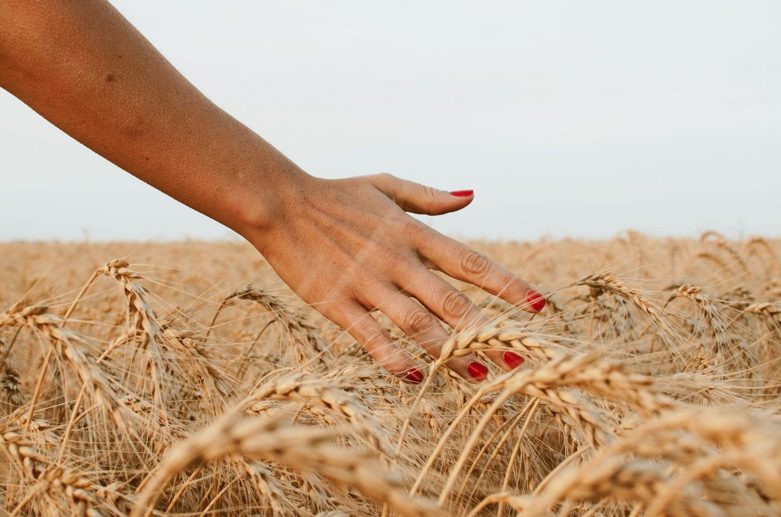 Tekst o doborze suplementów na paznokcie i włosy. Na zdjęciu: Ręka dotykająca pola pszenicy - HelloZdrowie