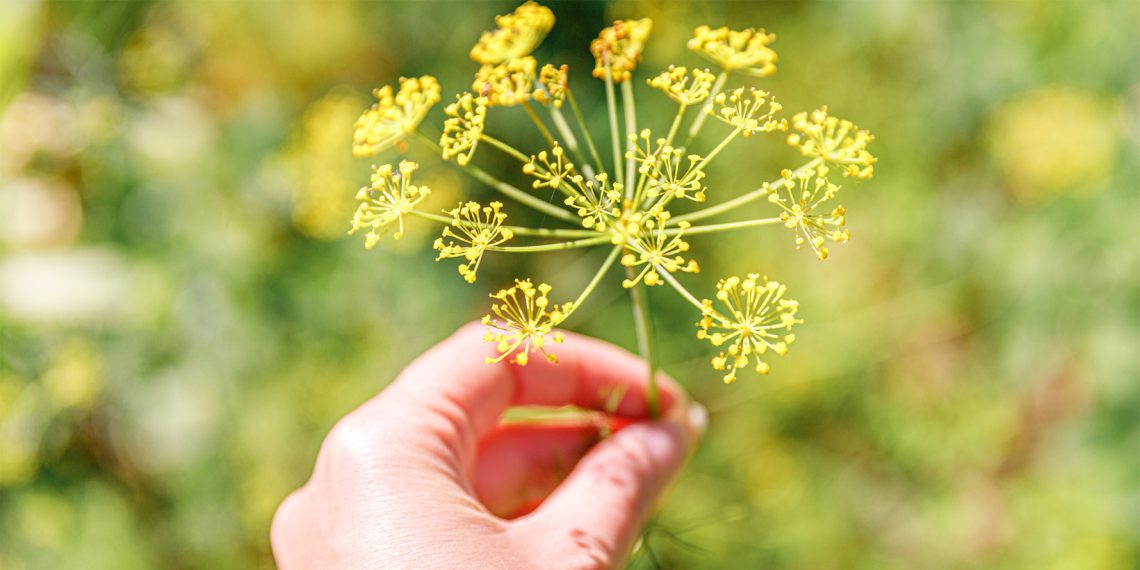 Tekst o właściwościach, uprawie i zastosowaniu kopru włoskiego. Na zdjęciu: Dłoń trzymająca żółty kwiat - HelloZdrowie