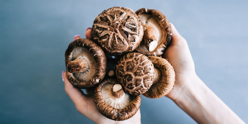 Grzybki shiitake