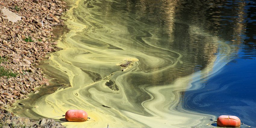 Żółty osad pokrywa polskie wody. Na zdjęciu musztardowa woda przy brzegu jeziora.