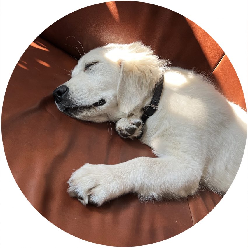 Luna - psia terapeutka z bydgoskiego SORu - piesek rasy golden retriever odpoczywa na kanapie