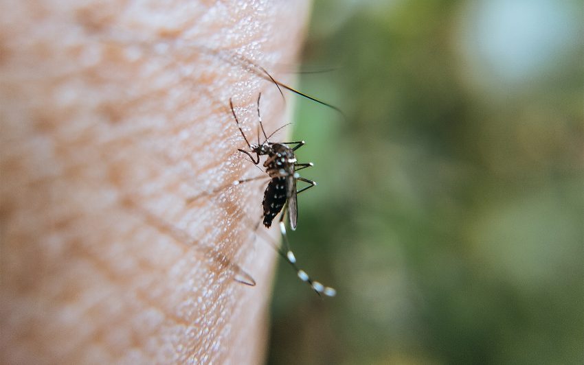 Komary tropikalne zadomowiły się w Europie. Na zdjęciu komar na skórze człowieka