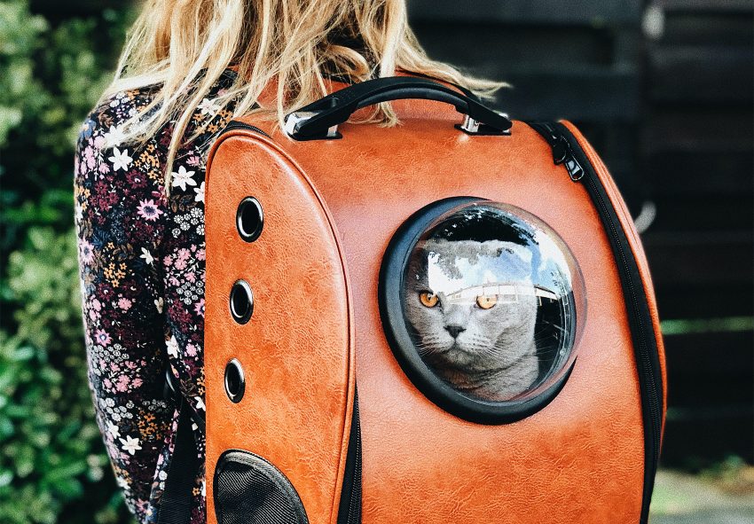 Niezidentyfikowana choroba atakuje koty w Polsce - na zdjęciu kot w pomarańczowym plecaku HelloZdrowie