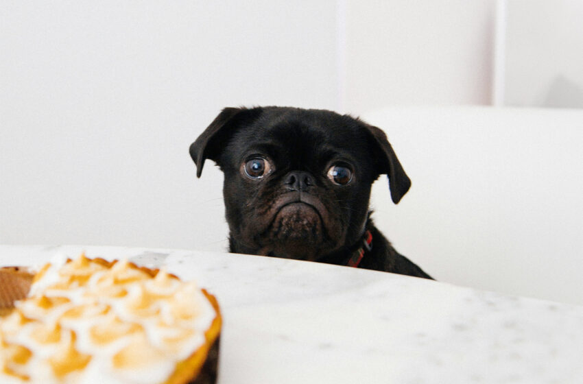 Piesek przygląda się na ciasto