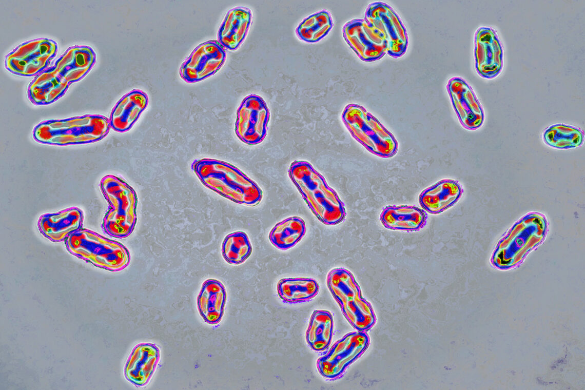 Yersinia pestis, bakteria odpowiedzialna za dżumę, widziana pod mikroskopem optycznym