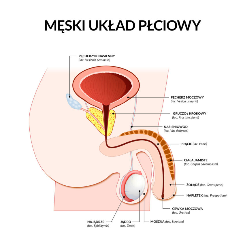 Na zdjęciu anatomia męskiego układu rozrodczego.