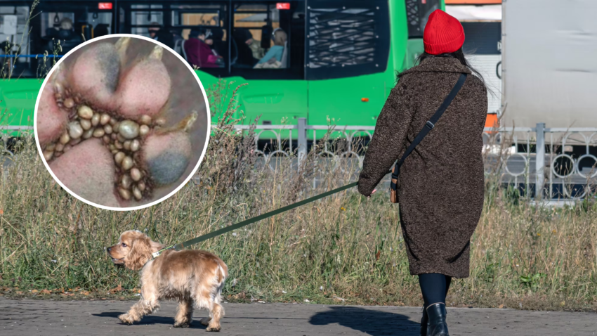 kolaż zdjęć: kobieta na spacerze z psem oraz kleszcze wbite w łapę psa - Hello Zdrowie